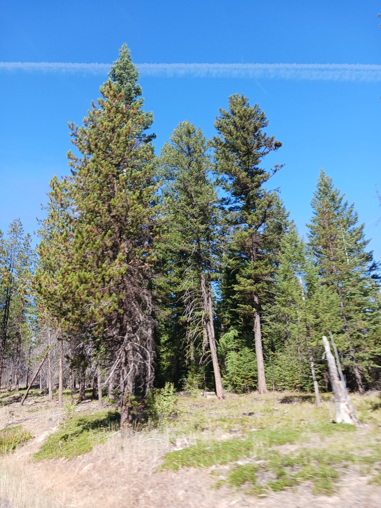 Interior Lodgepole Pine from Umatilla County, USOR, US on September 5, 2023 at 1040 AM by Sean