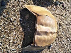 Tachypleus tridentatus