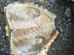 Tachypleus tridentatus