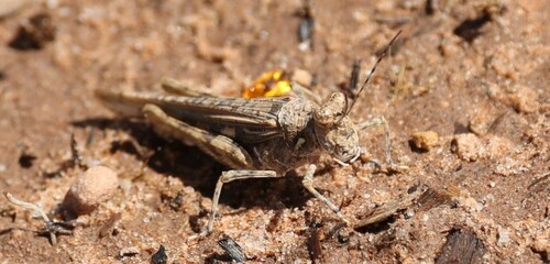Derotmema laticinctum