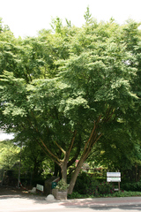 Fagus japonica