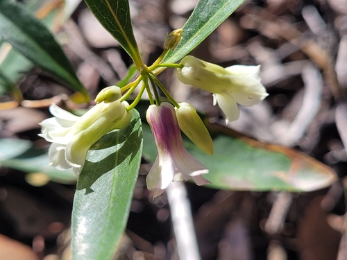 Image of Sweet Appleberry (Billardiera versicolor) by (c) Eamonn Culhane, some rights reserved (CC BY)