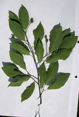 Fagus japonica