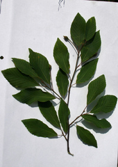 Fagus japonica