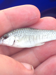 Floridichthys carpio