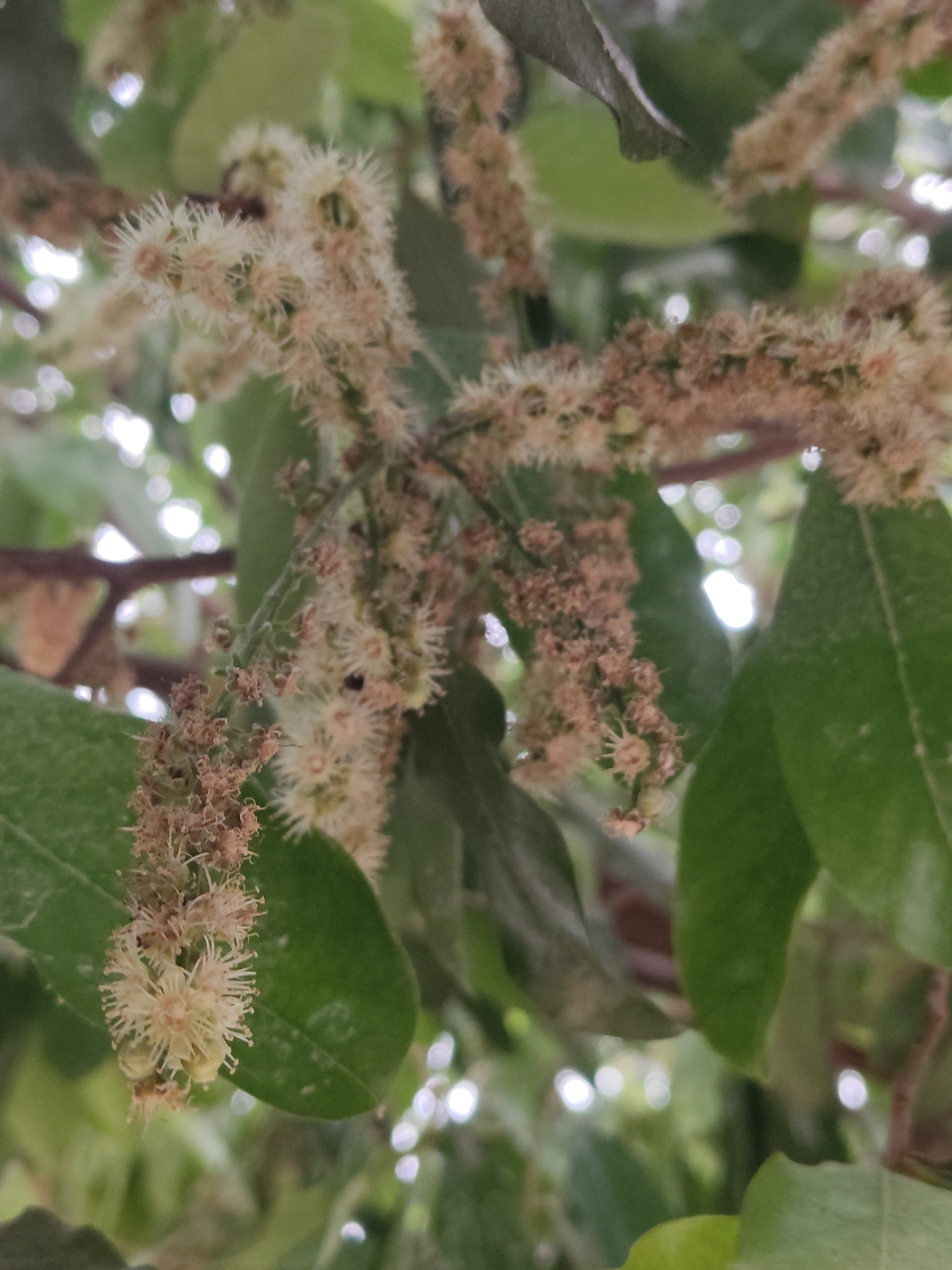 Moquilea tomentosa