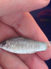 Floridichthys carpio