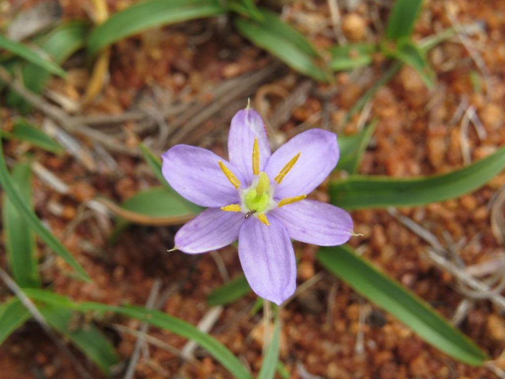 Xerophyta humilis