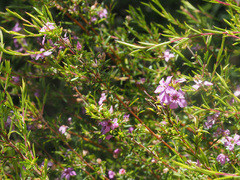 Coleonema aspalathoides