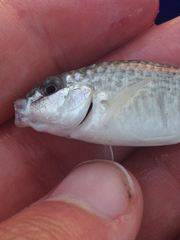 Floridichthys carpio