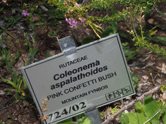 Coleonema aspalathoides