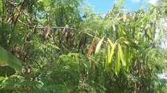 Leucaena leucocephala