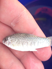 Floridichthys carpio