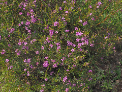 Coleonema aspalathoides