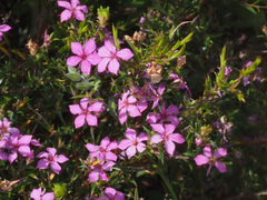 Coleonema aspalathoides