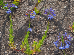 Lobelia valida