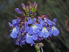 Lobelia valida