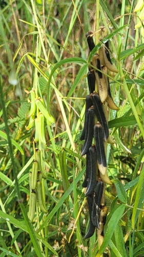 Crotalaria lanceolata observed 2023-08-25