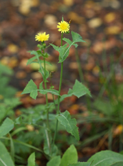 Sonchus oleraceus