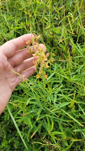 Crotalaria lanceolata observed 2023-08-25