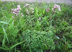 Syneilesis aconitifolia