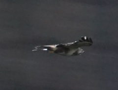 Buteo buteo