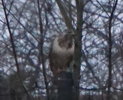 Buteo buteo