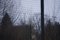 Buteo buteo