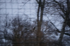 Buteo buteo