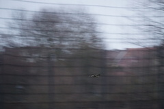 Buteo buteo