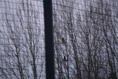 Buteo buteo