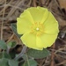 Carolina Rockrose - Photo (c) Laura Clark, some rights reserved (CC BY), uploaded by Laura Clark