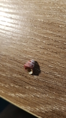 Micrelenchus sanguineus