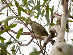 Ptilotula penicillata