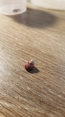 Micrelenchus sanguineus