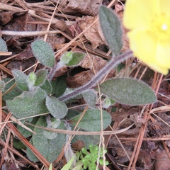 Crocanthemum carolinianum