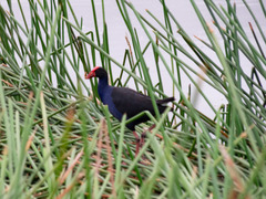 Porphyrio melanotus