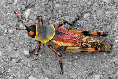 Elegant grasshopper