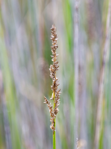 Carex tereticaulis F.Muell.
