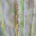 Carex tereticaulis - Photo (c) Terra Occ, algunos derechos reservados (CC BY-NC-ND), subido por Terra Occ