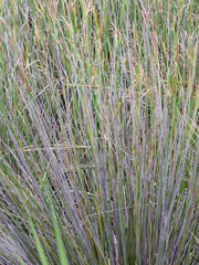 Carex tereticaulis