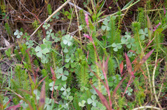 Marsilea drummondii