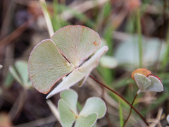 Marsilea drummondii