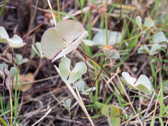 Marsilea drummondii