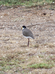 Vanellus miles novaehollandiae