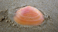 Tellinota albinella image