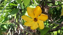 Gardenia carinata, photograph (c) Ong Jyh Seng, some rights reserved (CC BY-SA)