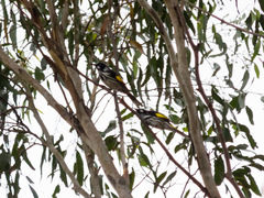 Phylidonyris novaehollandiae