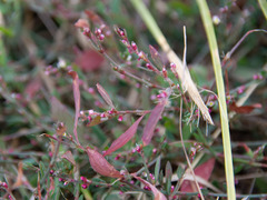 Polygonum aviculare