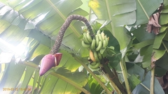 Musa acuminata